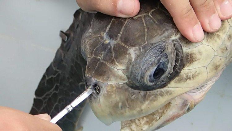 Zakaz używania plastikowych słomek? | Jestem eko 1 47408 7c4138644c7381ec78666d10e173d494