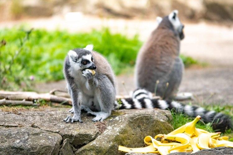 Światowy Dzień Zwierząt. Wiele atrakcji w łódzkim ZOO 1 47645 483fc639f3b1be7143e5992ae40dfdf8