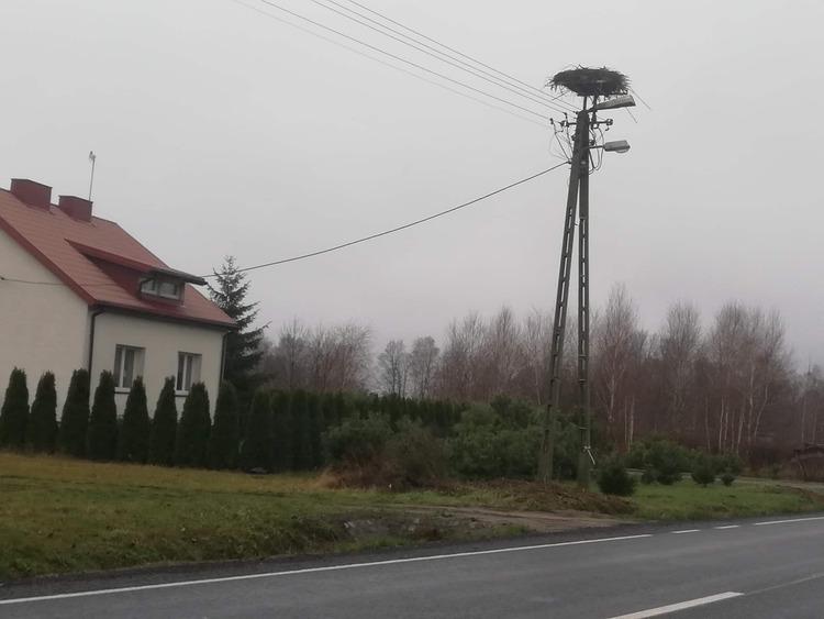 Bocian z gminy Dalików nie odleciał na zimę. Mieszkańcy martwią się, jak ptak przetrwa zimę 4 49238 1b01ca72a39421bff8d764a1006c9ea6