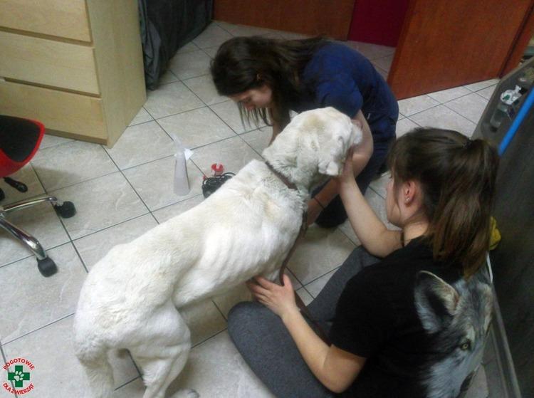 Pogotowie dla Zwierząt odebrało labradorkę mieszkańcowi Tomaszowa 1 52656 1df34e80b965553c6c641a301df1b765