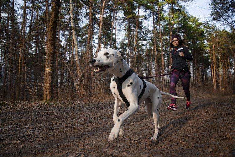 Hard Dog Race na Górze Kamieńsk 1 53338 33e3cf87b28f84ec7fdc218029684edc
