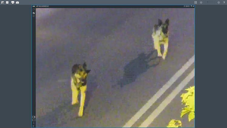 Pogryziony pies i zaatakowany właściciel. Atak owczarków niemieckich w Aleksandrowie 1 54140 63d67b07e334dd4b08030cbaaef8341e