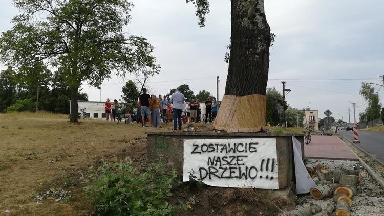 Zduńskowolska topola zostanie wycięta, ale pozostanie ławka 1 54421 af483227da67ca2a2632f3f9dbdca770
