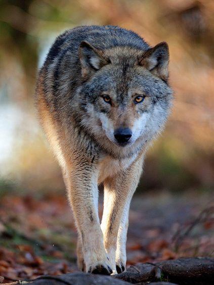 Uwaga na wilki w lasach województwa łódzkiego 1 54704 46515de54f4abd0044a887439c5d9e87
