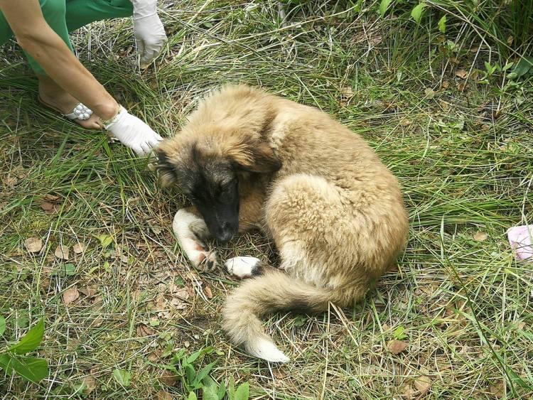 Otruł cztery szczeniaki i je wyrzucił. Teraz szuka go policja 1 54861 e2c0190e873598ed4874f496d0ed1a81
