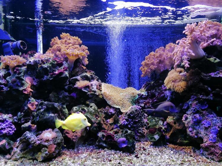 "Na ratunek oceanom" - akcja w łódzkim zoo 1 62248 f6687f9023619776d78b7fd3f95742b1