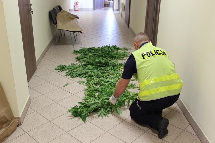 Blisko 2,5 kilograma narkotyków na posesji w Gminie Zadzim 1 62292 80e947e34133e47730c88cb538f71ec2