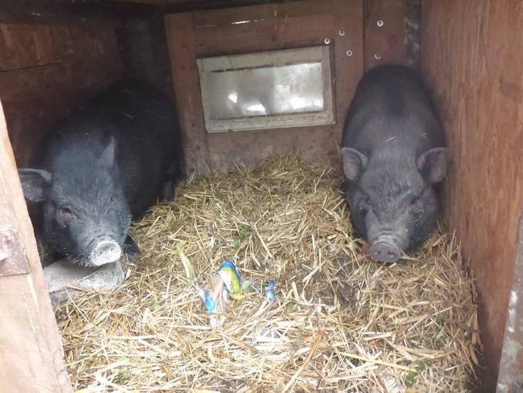 Poszukiwani właściciele świnek wietnamskich 1 66084 e1c33f0c97748ab8fb19df0bf9f147a8