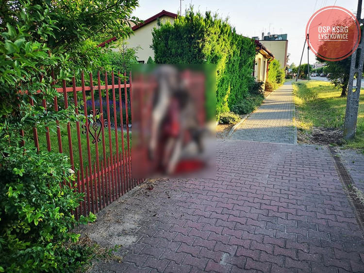 Łoś próbował wydostać się z posesji. Przeskakując nad bramą, zawisł na niej 1 70829 7784bb588da5a0847cca32b49458b1eb
