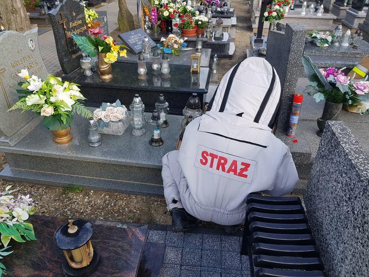 Niebezpieczne osy i szerszenie. Strażacy mają coraz więcej wezwań do likwidacji gniazd 1 72024 5d7783b2440025a3c75a78b755af01d4