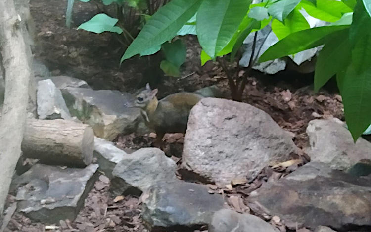 Myszojeleń nowym mieszkańcem łódzkiego zoo 1 72447 62c2fb18ffe0887902bc73456f692bf4