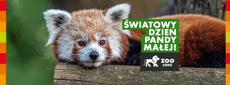 Światowy Dzień Pandy Małej w łódzkim zoo 1 73013 2a8b6bb469c469a7dac60747e1be2b25