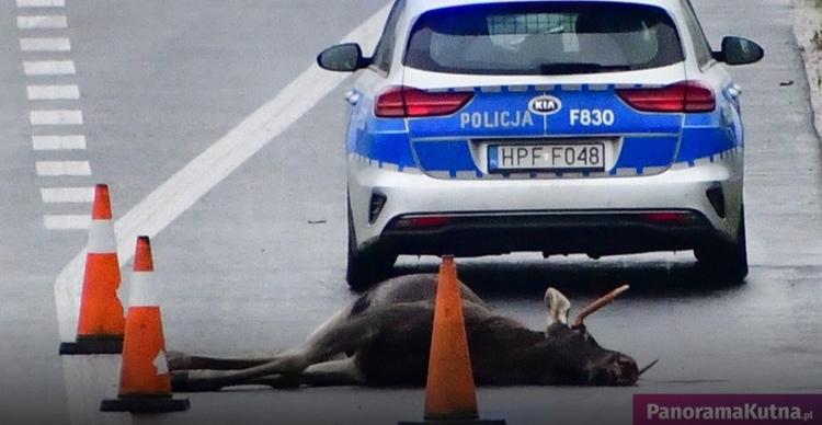 Łoś na autostradzie A1 koło Kutna. Było o krok od tragedii 1 73020 b2bd02b95613214236680c735c4bc120