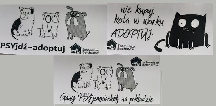Psy w Bełchatowie czekają na adopcję 1 73507 dea356aebd0f195d8b59023d09fab8e2