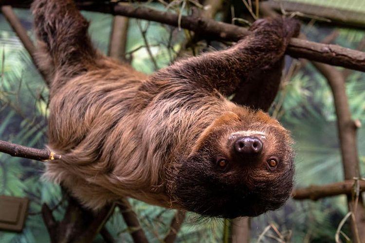 Dzień leniwca w łódzkim zoo 1 73859 80e963df09ee1390676bb546c0866795