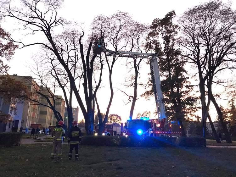 Sieradzcy strażacy zwrócili wolność zaplątanemu w gałęzie ptakowi 5 73966 77dea4d4e71a9ca871cd29570579a844