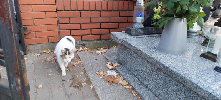 Historia kociej wierności. Mela z Sieradza odnalazła grób swego właściciela 2 74440 893b726b37c21c3dc1af1f5d3f7ad7c8