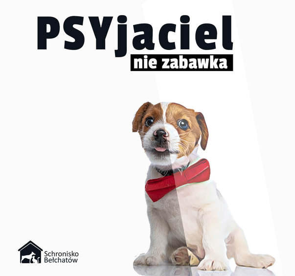 Pies to nie zabawka, przypomina bełchatowskie schronisko, które zawiesiło adopcje zwierząt do nowego roku 1 75688 0daa8a260222953ef3cbc6452f16c686