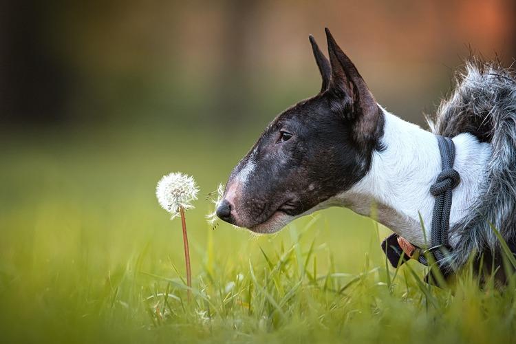Bulterier i amerykański pitbulterier - co musisz o nich wiedzieć? 1 77203 1789592efe0cb3948a8b517a04640091