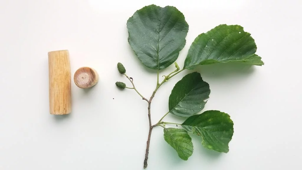 Na pograniczu biologii, ekologii i antropologii | Szkiełko i oko 1 Na pograniczu biologii, ekologii i antropologii | Szkiełko i oko