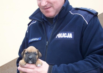 Ukradli boksera
