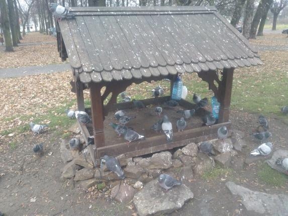 Aleksandrów Łódzki. Gołębie mają swoje specjalne miejsce