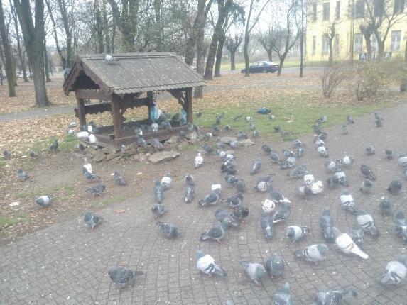 Aleksandrów Łódzki. Gołębie mają swoje specjalne miejsce