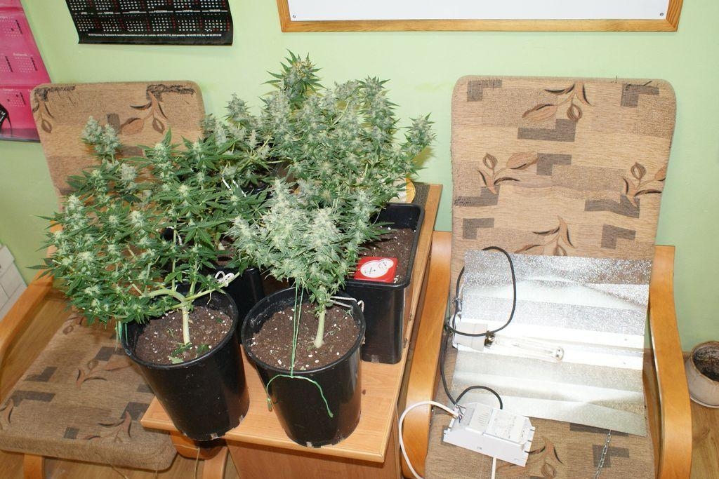 Policjanci zlikwidowali uprawę marihuany