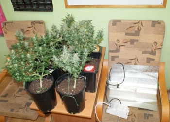 Policjanci zlikwidowali uprawę marihuany