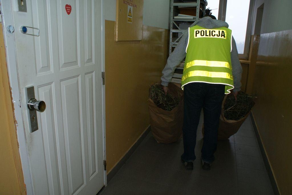 Policjanci zlikwidowali uprawę marihuany