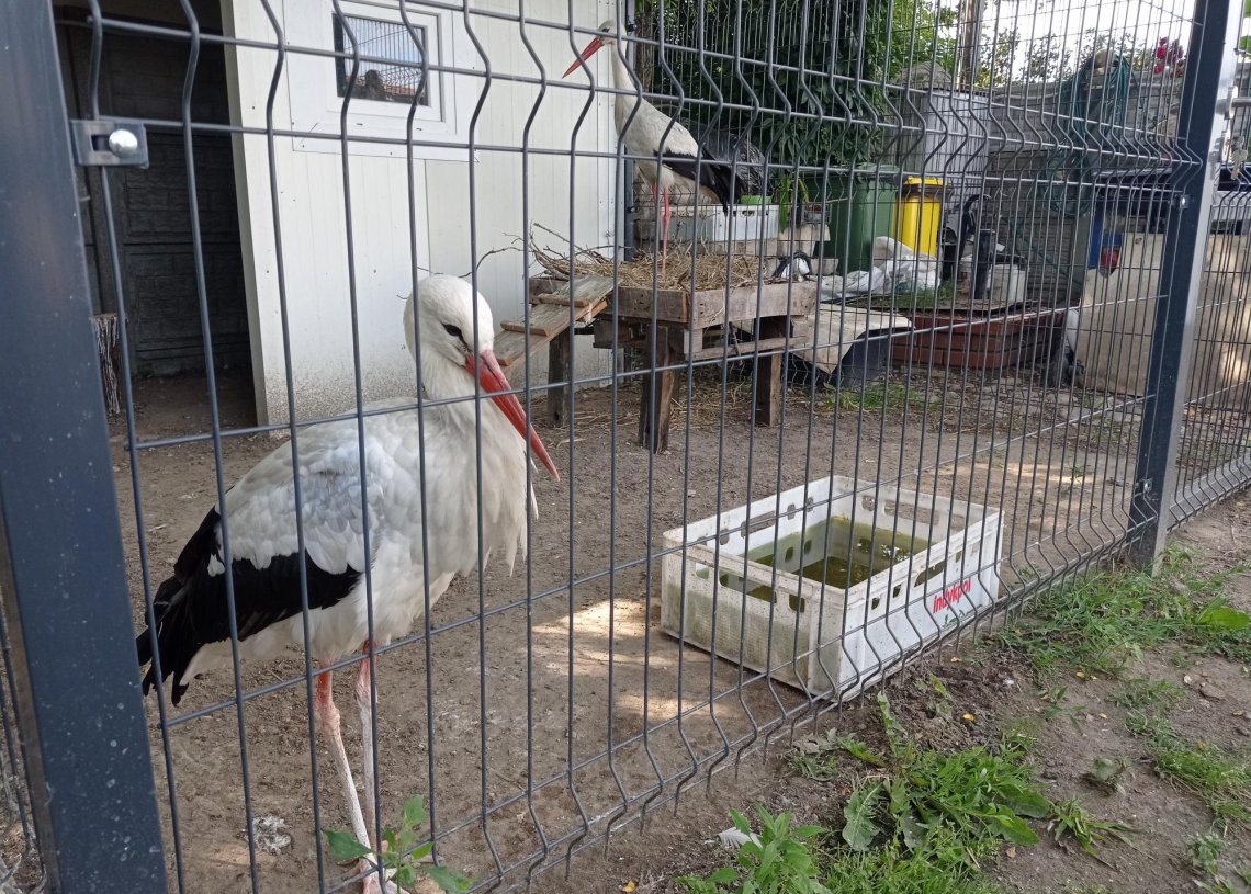 Apel o pomoc bocianom. Ich populacja skurczyła się o 30 procent