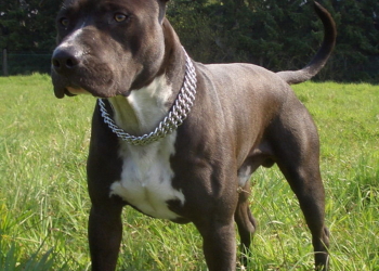 Amstaff pogryzł czterolatkę