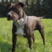 Zduńska Wola: amstaff ugryzł 4-latkę 5 Amstaff pogryzł czterolatkę