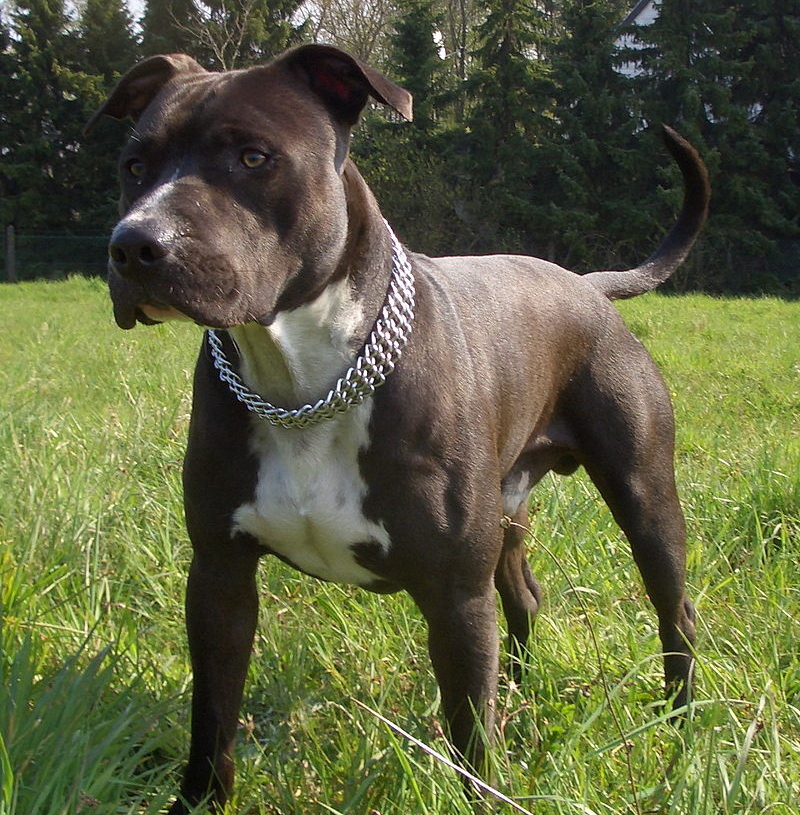 Zduńska Wola: amstaff ugryzł 4-latkę 1 Amstaff pogryzł czterolatkę
