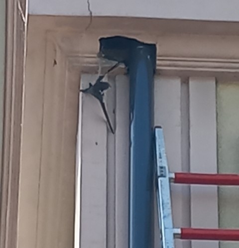 Skierniewiccy strażacy ratowali jerzyka