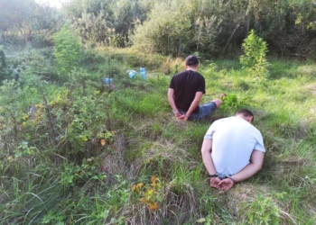 Nielegalne plantacje konopi