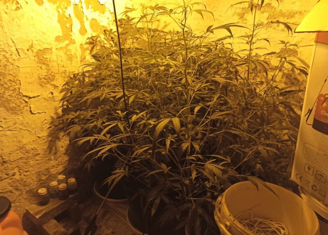Nielegalne plantacje konopi