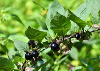 Trujące rośliny w łódzkim Ogrodzie Botanicznym