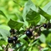 Trujące rośliny w łódzkim Ogrodzie Botanicznym