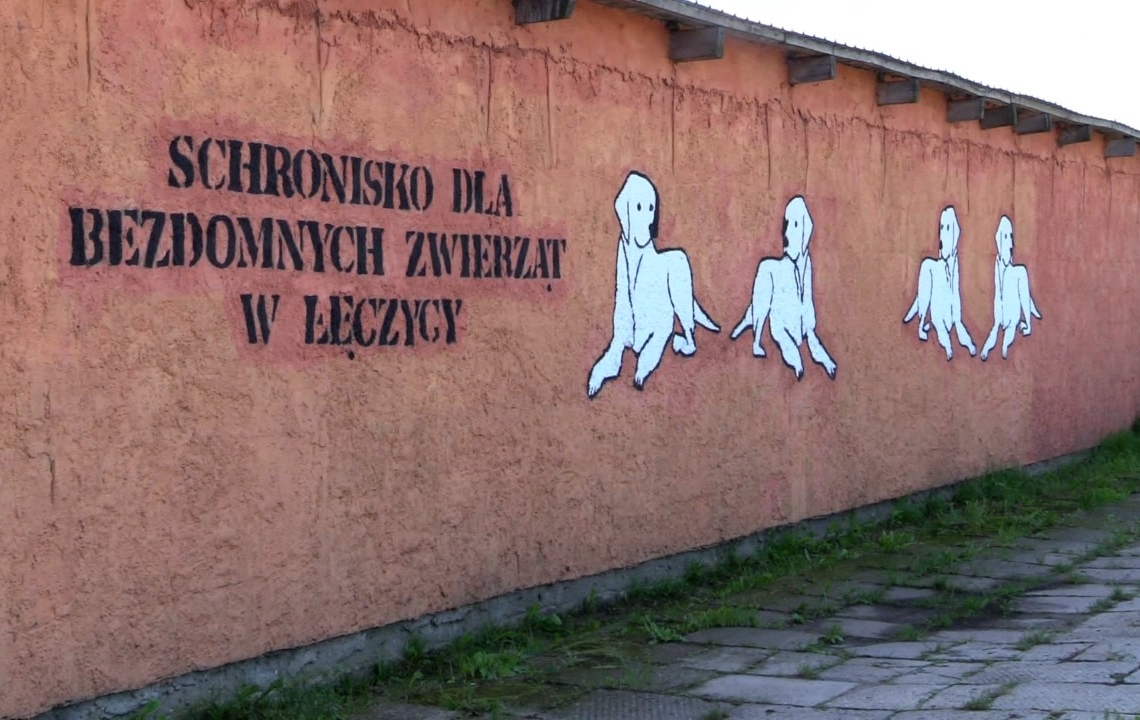 Schronisko dla zwierząt w Łęczycy potrzebuje finansowego wsparcia