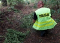 mężczyzna uprawiał 100 kg marihuany