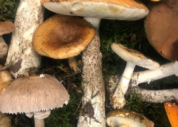 Pierwszy sierpniowy wysyp grzybów. Lasy Państwowe przypominają jak bezpiecznie je zbierać