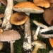 Pierwszy sierpniowy wysyp grzybów. Lasy Państwowe przypominają jak bezpiecznie je zbierać 7 Pierwszy sierpniowy wysyp grzybów. Lasy Państwowe przypominają jak bezpiecznie je zbierać