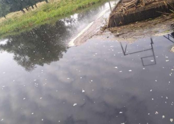 Śnięte ryby na Nerze. Z rzeki wyłowiono 250 kg rybich zwłok. Znamy wyniki badań wody 2 Śnięte ryby na rzece Ner