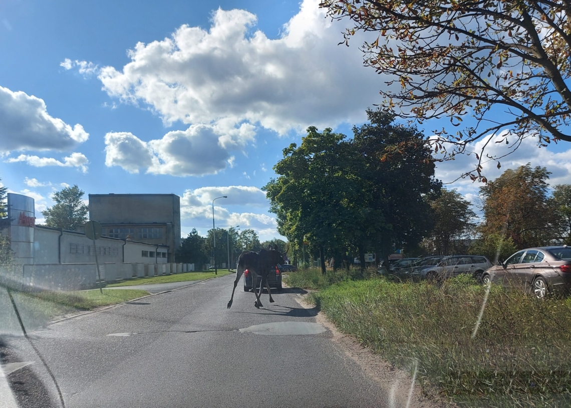 Łoś biega po Retkini. Kierowcy muszą uważać w pobliżu Elektronowej 1 Łoś biega po Retkini