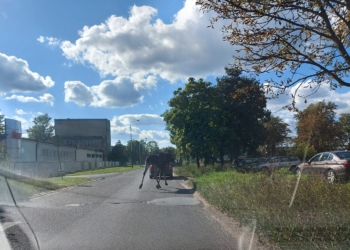Łoś biega po Retkini