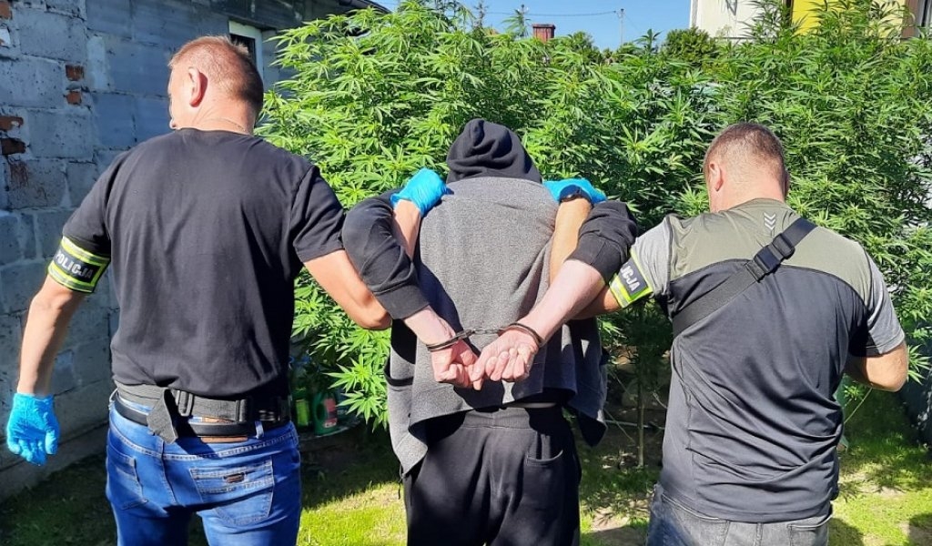 Marihuana w centrum Radomska. 8 krzewów konopi indyjskich i ponad 100 gramów suszu 1 Marihuana w centrum Radomska