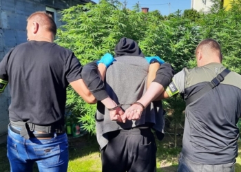 Marihuana w centrum Radomska