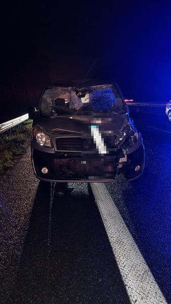 Auto potrąciło łosia w Rzgowie