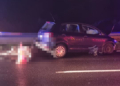Auto potrąciło łosia w Rzgowie
